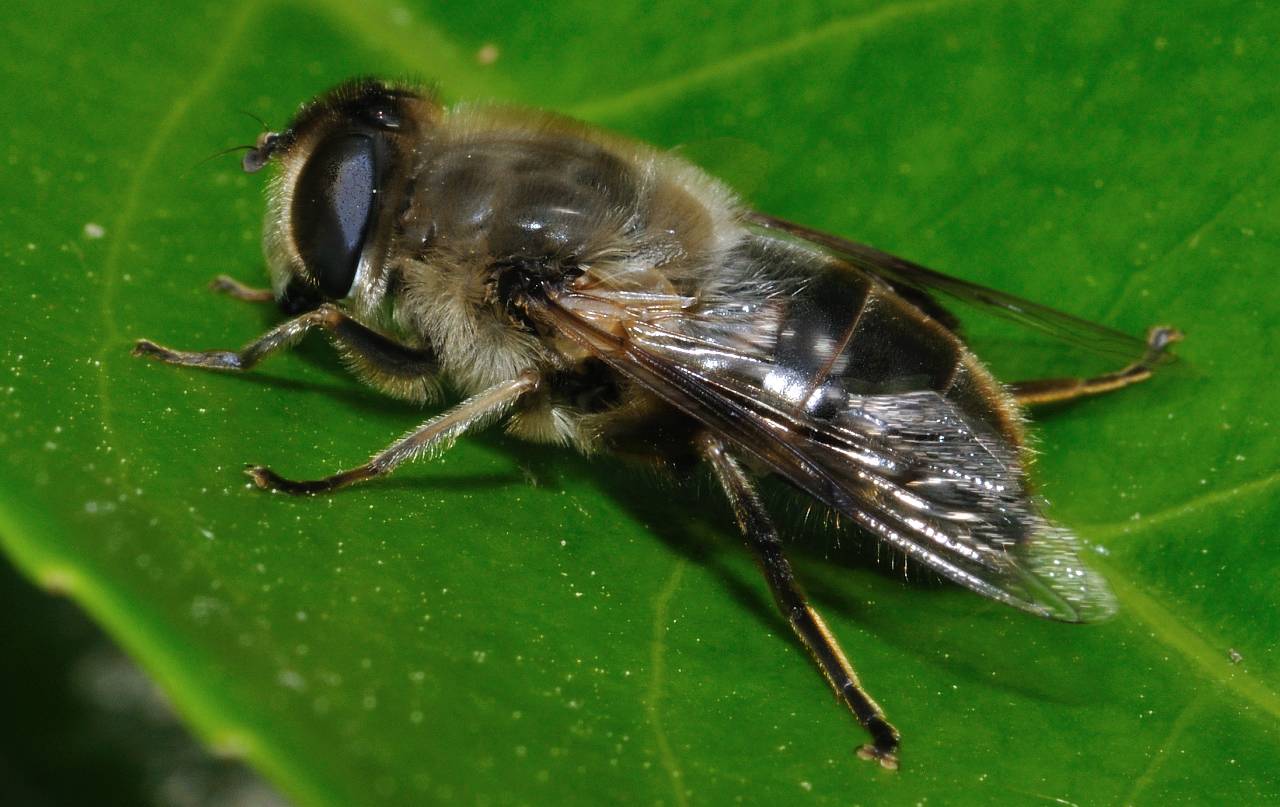 Eristalis